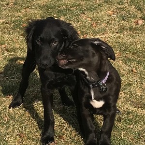 Fundraising Page: Taylor Ryan